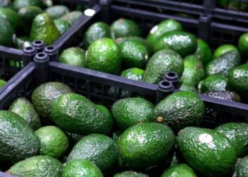 Alerta de seguridad detiene temporalmente la exportación de aguacate de Michoacán a EU