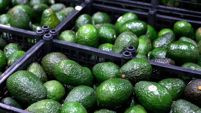 Alerta de seguridad detiene temporalmente la exportación de aguacate de Michoacán a EU