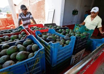 EU permite nuevamente inspecciones de aguacate en Michoacán tras reforzamiento de seguridad