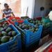 EU permite nuevamente inspecciones de aguacate en Michoacán tras reforzamiento de seguridad