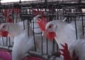 Brote de Newcastle en Brasil provoca suspensión de importaciones avícolas en México.