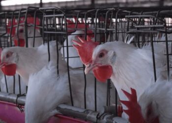 Brote de Newcastle en Brasil provoca suspensión de importaciones avícolas en México.